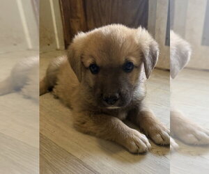 German Shepherd Dog Dogs for adoption in Bolivar, MO, USA