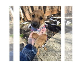 Redbone Coonhound-Unknown Mix Dogs for adoption in Mooresville, NC, USA