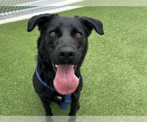 Labrador Retriever-Unknown Mix Dogs for adoption in Grand Prairie, TX, USA
