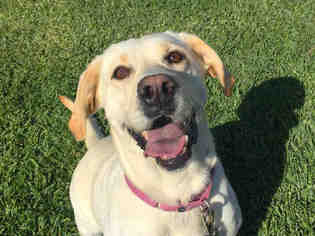 Labrador Retriever Dogs for adoption in San Clemente, CA, USA