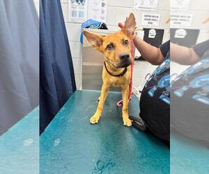 German Shepherd Dog-Unknown Mix Dogs for adoption in Mobile, AL, USA