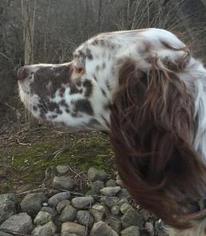 Medium Photo #1 English Setter Puppy For Sale in Ramsey, NJ, USA
