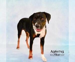 Rottweiler-American Pit Bull Terrier Dogs for adoption in Conroe, TX, USA