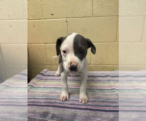 American Pit Bull Terrier Dogs for adoption in Downey, CA, USA
