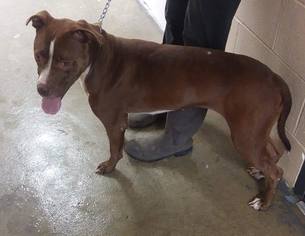 American Pit Bull Terrier-Unknown Mix Dogs for adoption in Morehead, KY, USA