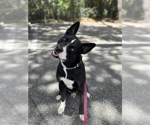 Huskies -Unknown Mix Dogs for adoption in Palmetto, FL, USA