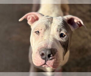 Mutt Dogs for adoption in Tulsa, OK, USA