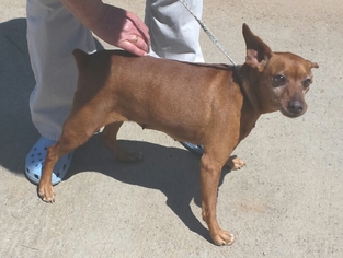 Miniature Pinscher Dogs for adoption in Staley, NC, USA