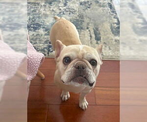 French Bulldog Dogs for adoption in St. Louis Park, MN, USA