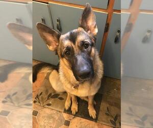 German Shepherd Dog Dogs for adoption in Battle Ground, WA, USA