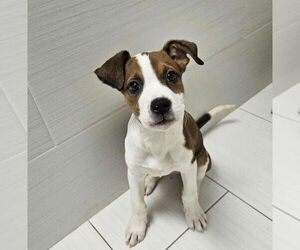 American Pit Bull Terrier-Catahoula Leopard Dog Mix Dogs for adoption in Lakewood, CO, USA