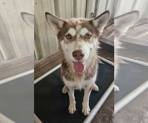 Huskies -Unknown Mix Dogs for adoption in El Centro, CA, USA