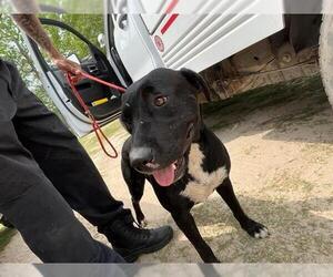 Labrador Retriever-Unknown Mix Dogs for adoption in Houston, TX, USA