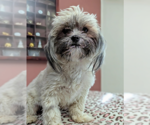 Shih Tzu-Unknown Mix Dogs for adoption in Fresno, CA, USA