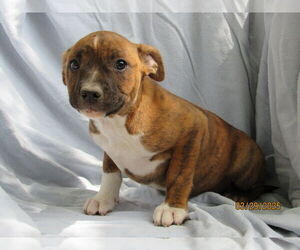 Mutt Dogs for adoption in Conroe, TX, USA