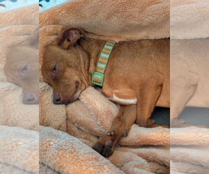 Chiweenie Dogs for adoption in Omaha, NE, USA