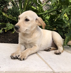 Labrador Retriever Dogs for adoption in PIPE CREEK, TX, USA