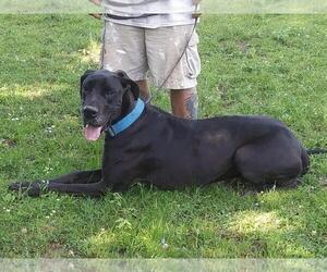 Great Dane Dogs for adoption in Rutledge, TN, USA