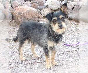 Mutt Dogs for adoption in Golden Valley, AZ, USA