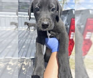 Labrador Retriever Dogs for adoption in Houston, TX, USA