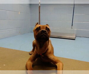 Boxer-Unknown Mix Dogs for adoption in Moreno Valley, CA, USA