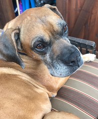 Boxer Dogs for adoption in Denton, TX, USA
