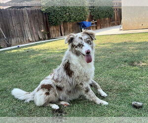 Medium Photo #3 Australian Shepherd Puppy For Sale in Paso Robles, CA, USA