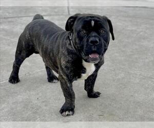 Mutt Dogs for adoption in Martinez, CA, USA