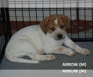 Mutt Dogs for adoption in Aurora, IN, USA