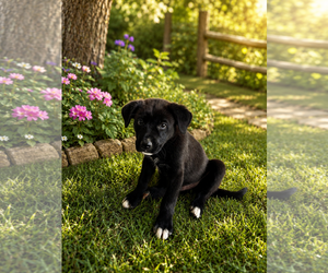 Shepradors Dogs for adoption in Macon, MO, USA