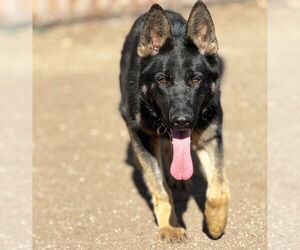 German Shepherd Dog Dogs for adoption in W Hollywood, CA, USA