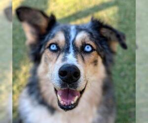 Australian Shepherd Dogs for adoption in Helena, AL, USA