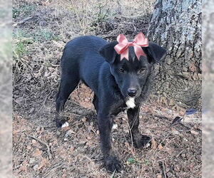 Borador Dogs for adoption in Mt. Laurel, NJ, USA