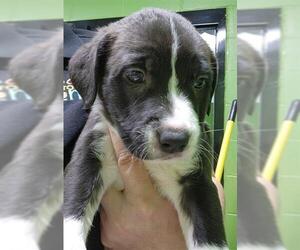 Great Pyrenees-Unknown Mix Dogs for adoption in Temple, TX, USA