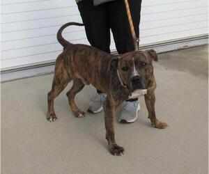American Pit Bull Terrier Dogs for adoption in Louisville, KY, USA