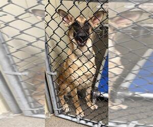 German Shepherd Dog Dogs for adoption in Woodland, CA, USA