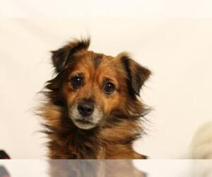 Pomeranian-Unknown Mix Dogs for adoption in Fresno, CA, USA