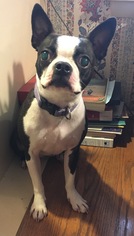 Small Boston Terrier