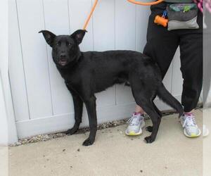Labrador Retriever-Unknown Mix Dogs for adoption in Louisville, KY, USA