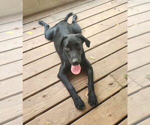 Labrador Retriever-Unknown Mix Dogs for adoption in Wakefield, RI, USA