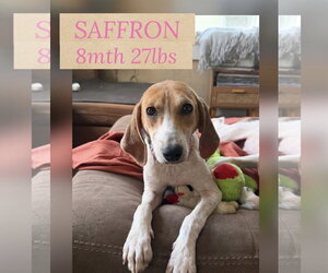 Mutt Dogs for adoption in Woodbury, NY, USA