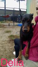 Doberman Pinscher Dogs for adoption in Williston, VT, USA