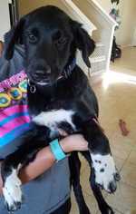 Border Collie-Unknown Mix Dogs for adoption in Azle, TX, USA