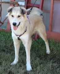 Australian Retriever Dogs for adoption in Bandera, TX, USA