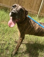 Plott Hound Dogs for adoption in Jackson, MS, USA