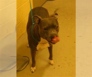 Mutt Dogs for adoption in Sanford, FL, USA