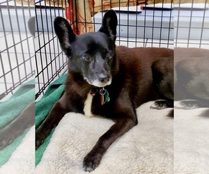 Schipperke Dogs for adoption in Rockaway, NJ, USA