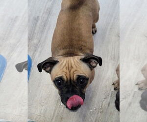 Pug-Unknown Mix Dogs for adoption in Sequim, WA, USA