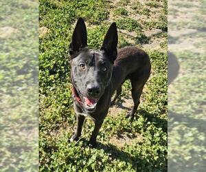German Shepherd Dog-Unknown Mix Dogs for adoption in Sacramento, CA, USA