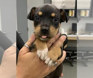 American Pit Bull Terrier Dogs for adoption in Corpus Christi, TX, USA